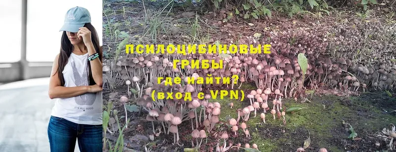 Псилоцибиновые грибы Psilocybine cubensis  Будённовск 